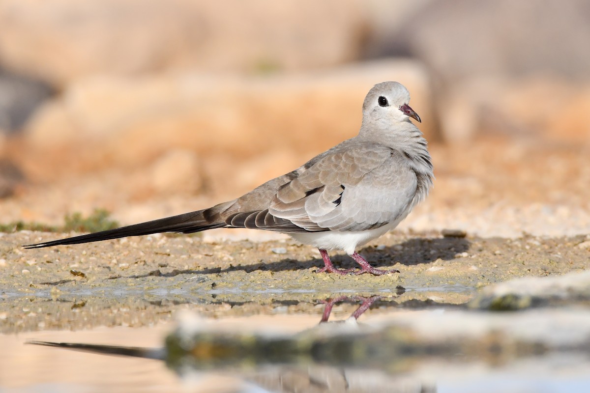 Namaqua Dove - Rotem Avisar