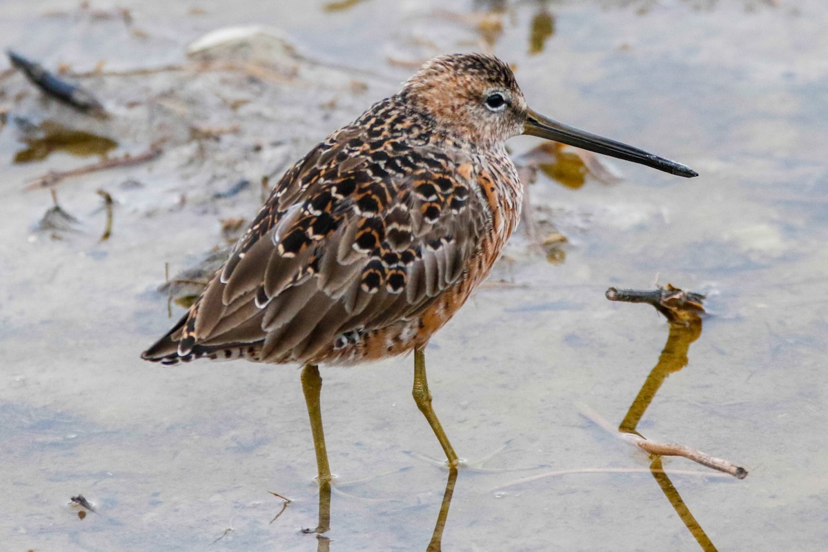 Long-billed Dowitcher - ML564854751