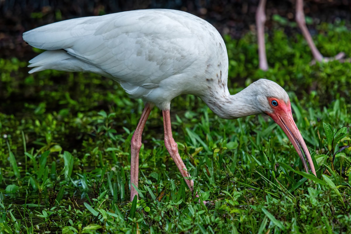 ibis bílý - ML564859821