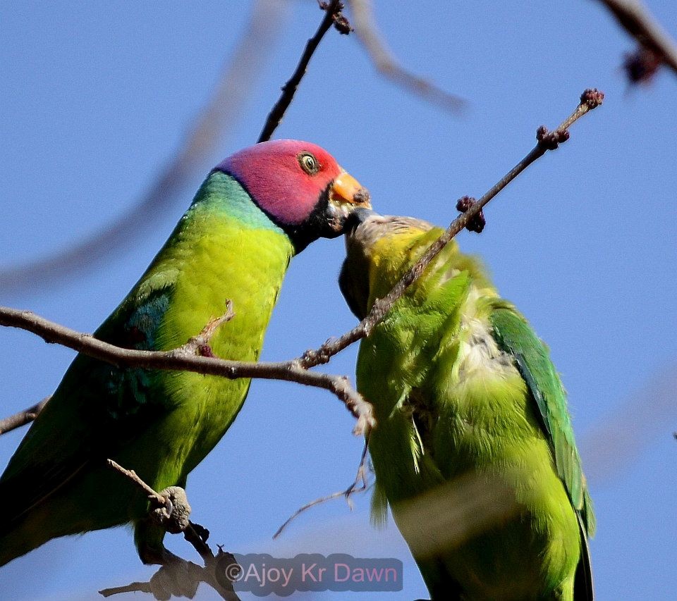 Plum-headed Parakeet - Ajoy Kumar Dawn