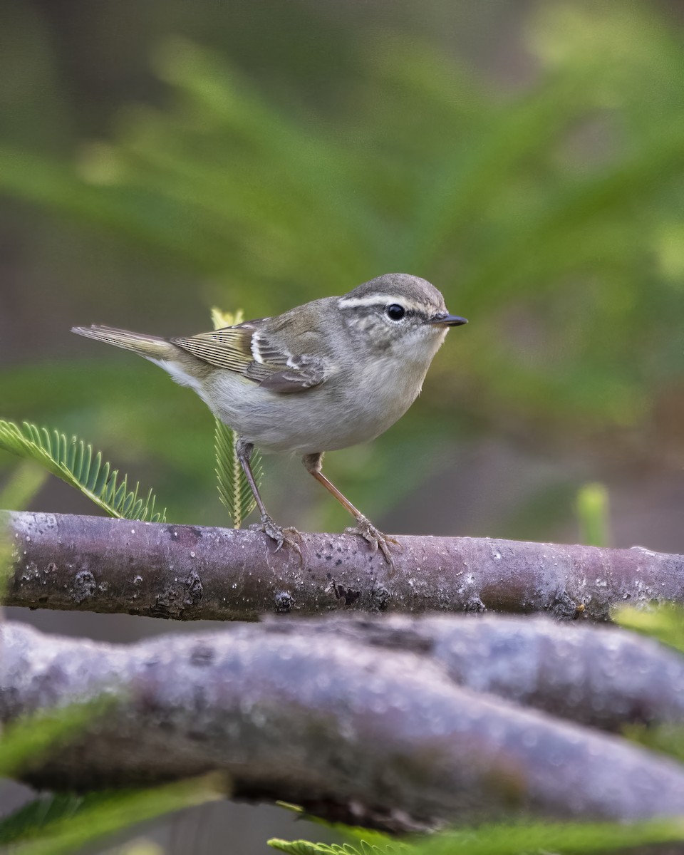 Hume's Warbler - ML564865181