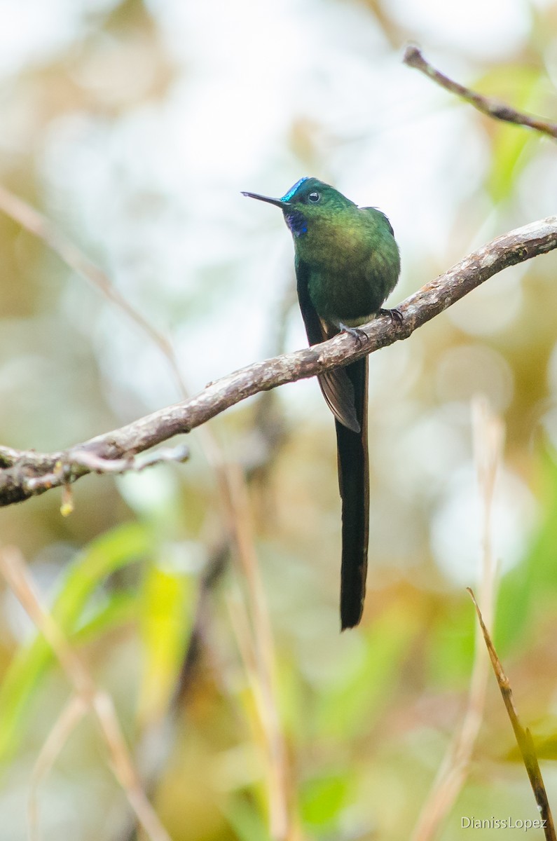 Violet-tailed Sylph - ML564866591