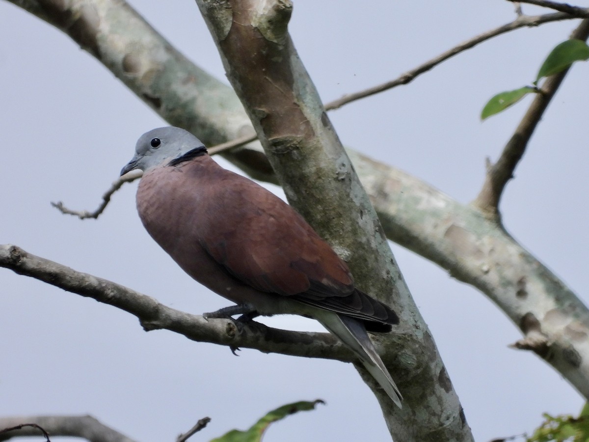 Red Collared-Dove - ML564867161