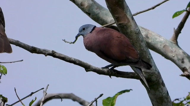 Red Collared-Dove - ML564867181