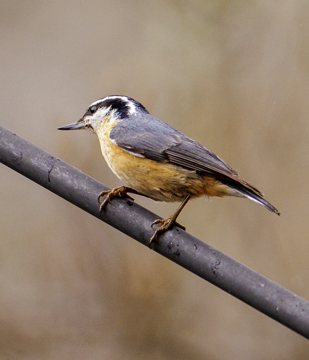 Red-breasted Nuthatch - ML564867541