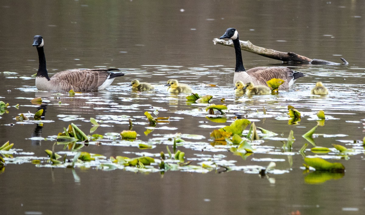 New York Breeding Bird Atlas Checklist - 30 Apr 2023 - Berry Rd. Marsh ...