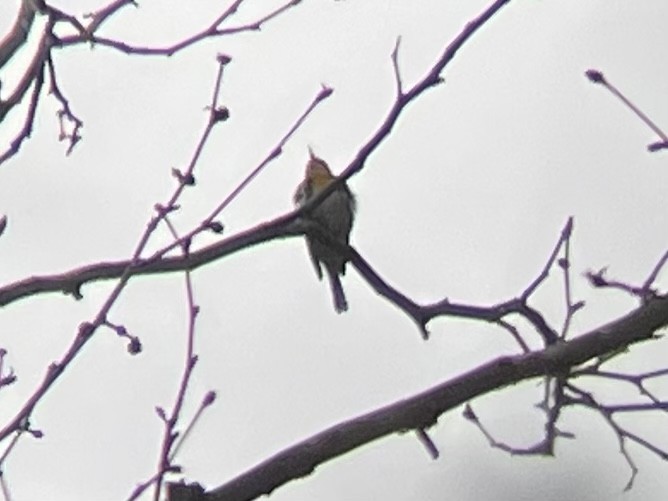 Yellow-throated Warbler - ML564876311