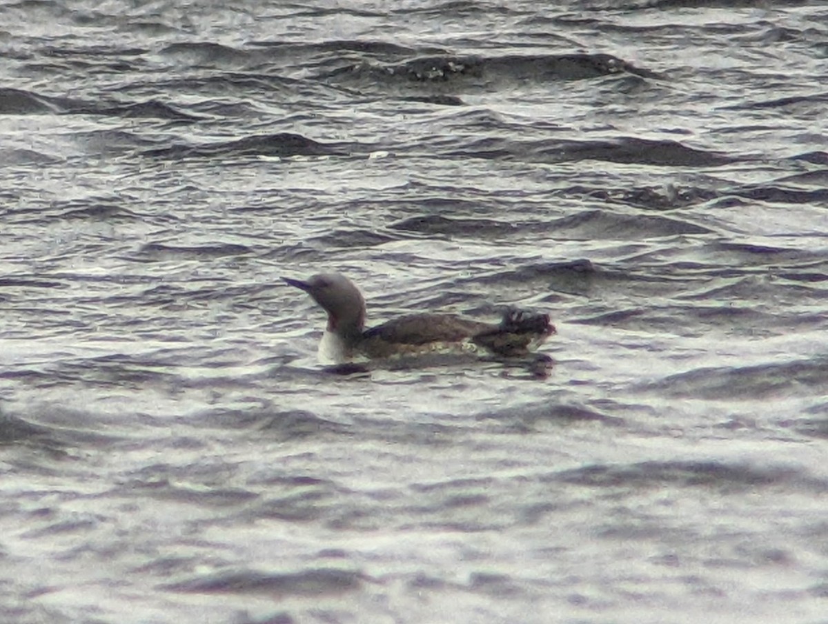 Red-throated Loon - ML564877931