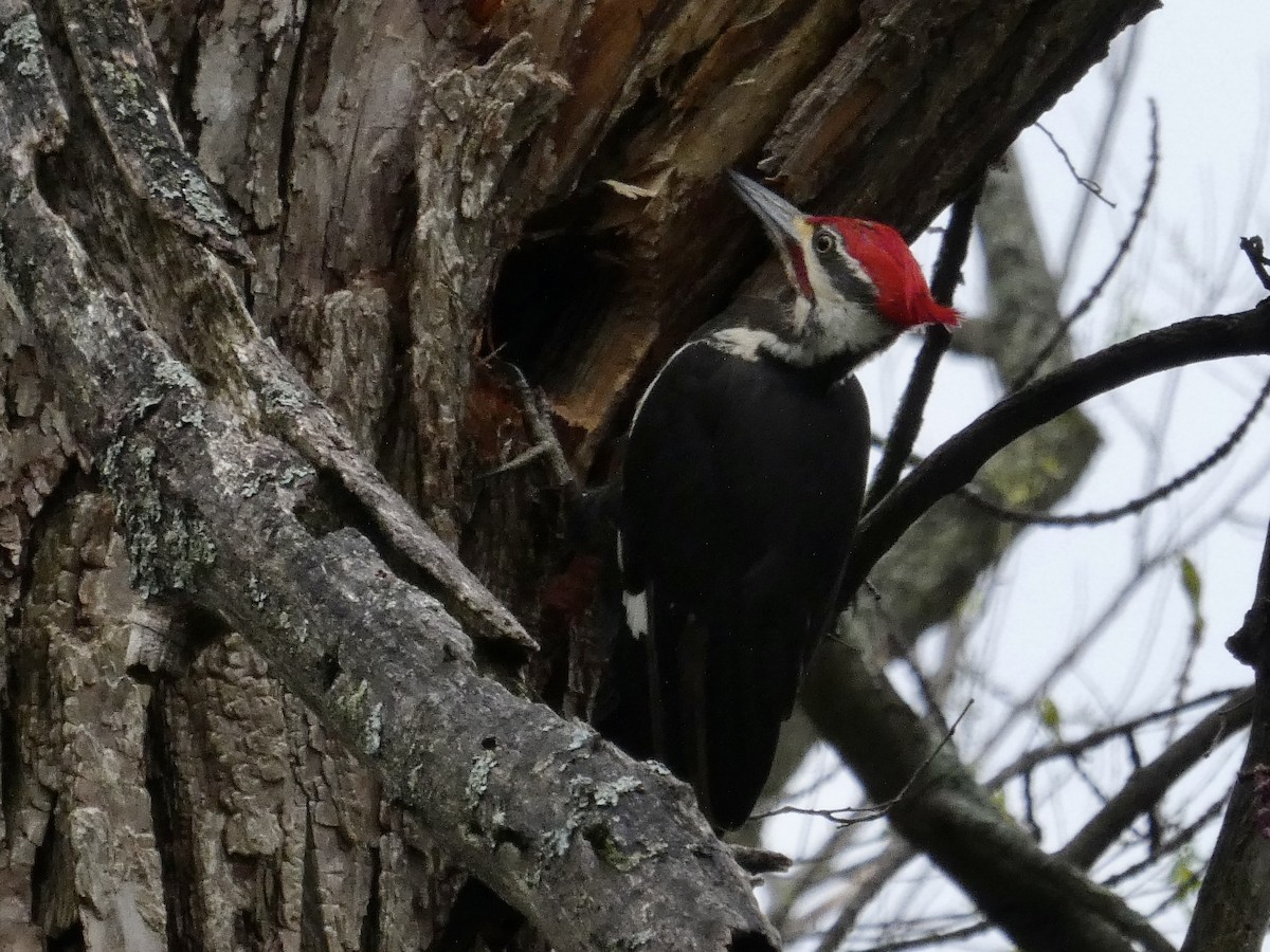 Pileated Woodpecker - ML564881441