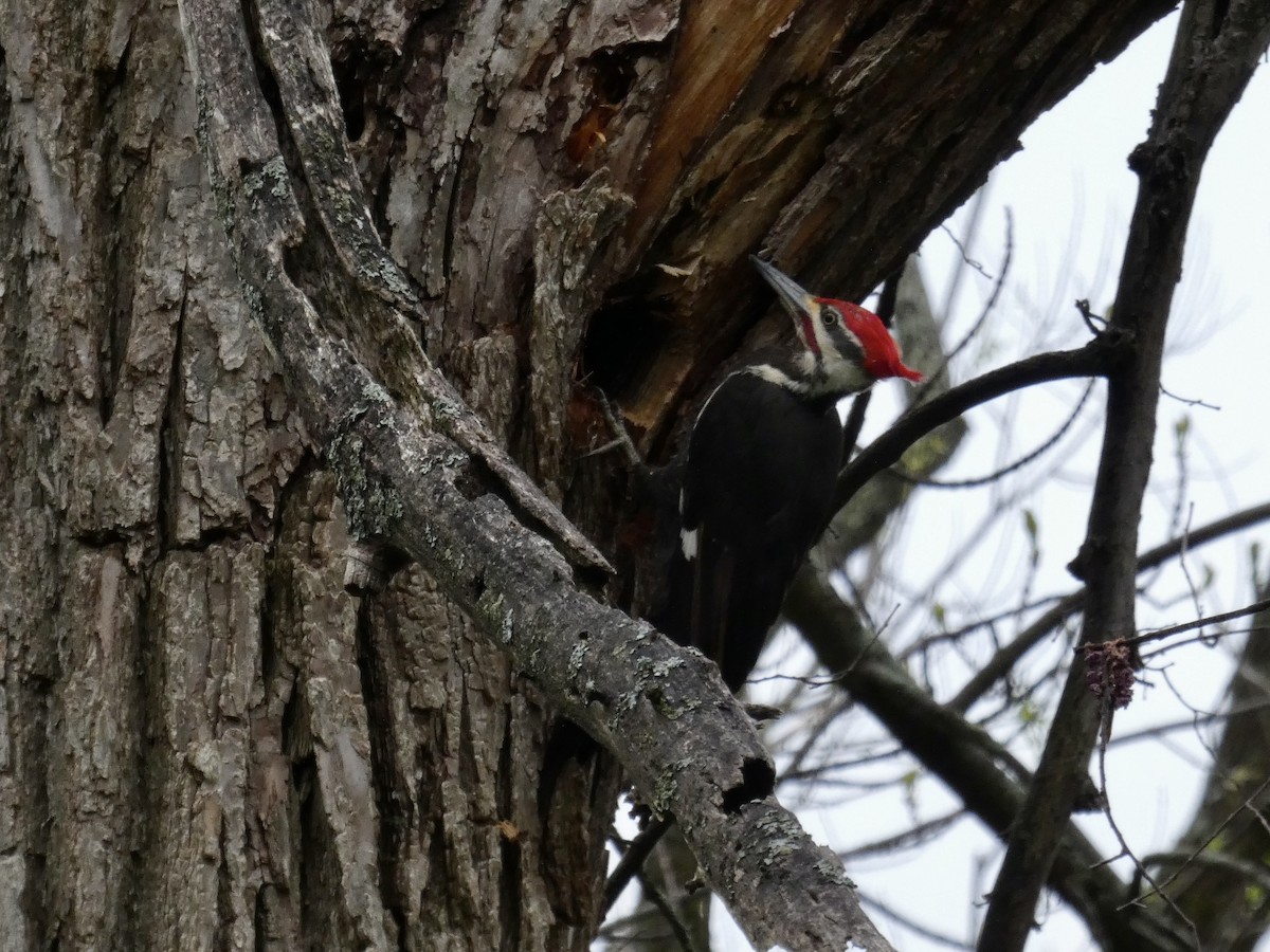 Pileated Woodpecker - Matt Holquist