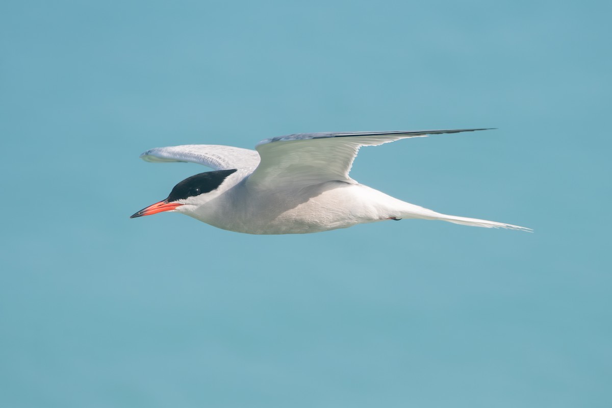 Common Tern - ML564881561
