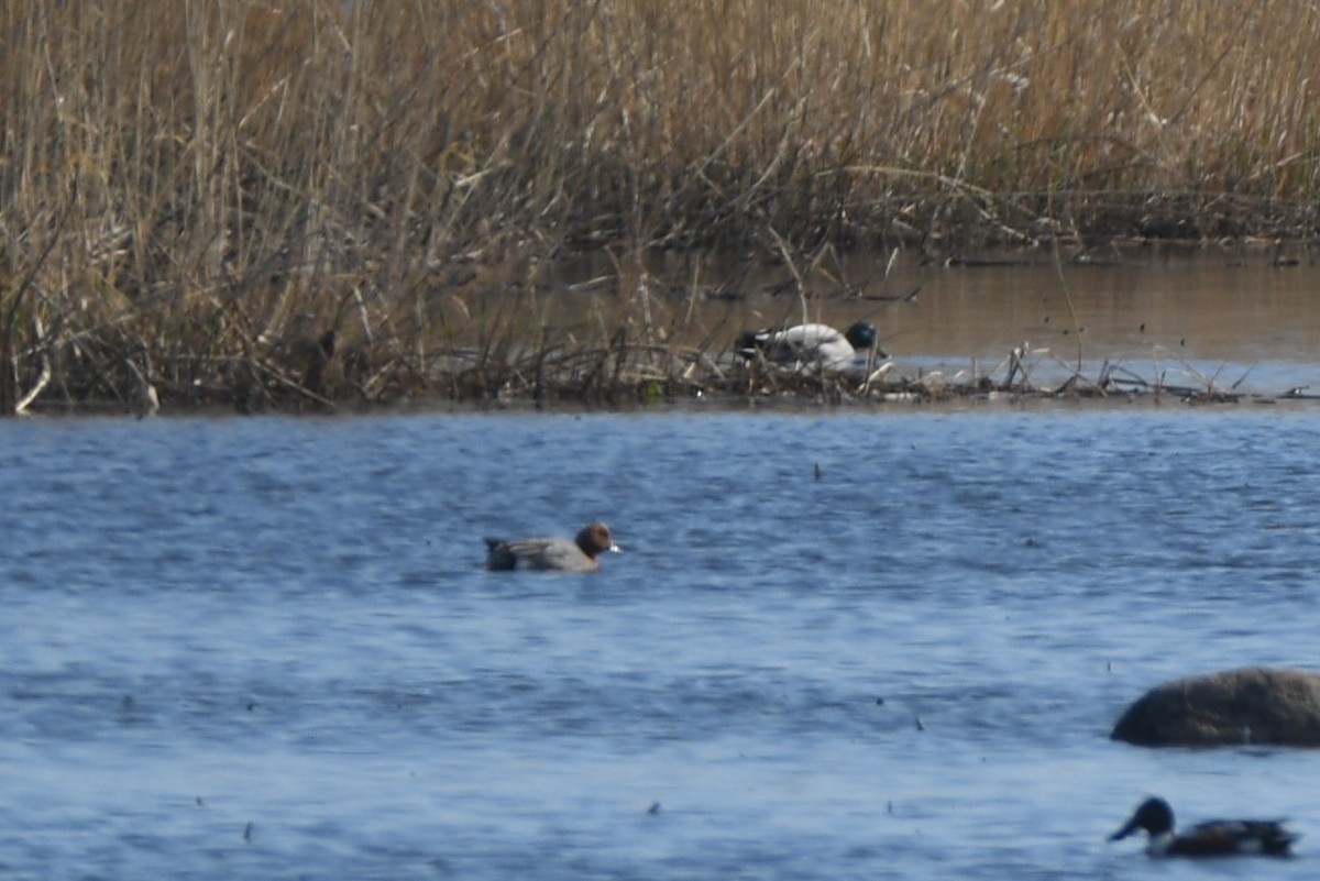 Ebird Checklist Apr Jones Rd Boat Launch Species