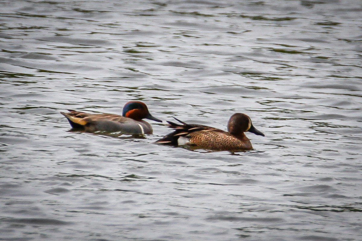 Green-winged Teal - ML564890221