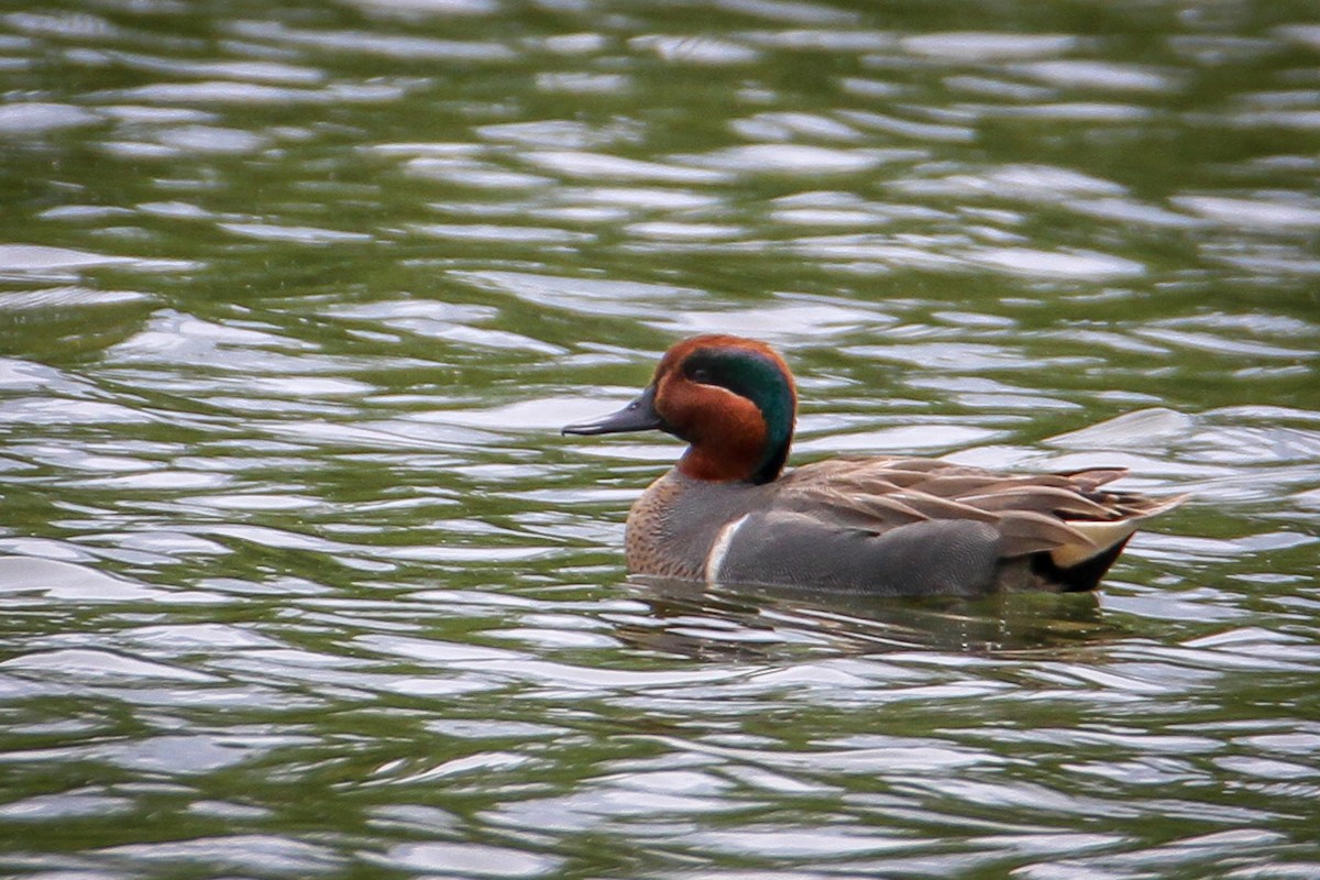 Green-winged Teal - ML564890541