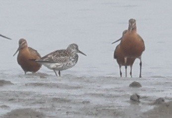 Great Knot - ML564892771