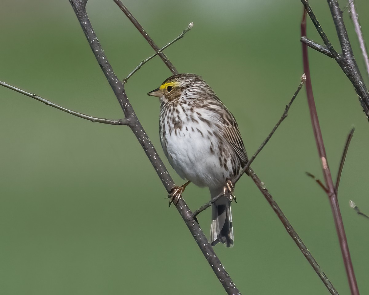 Savannah Sparrow - ML564895881