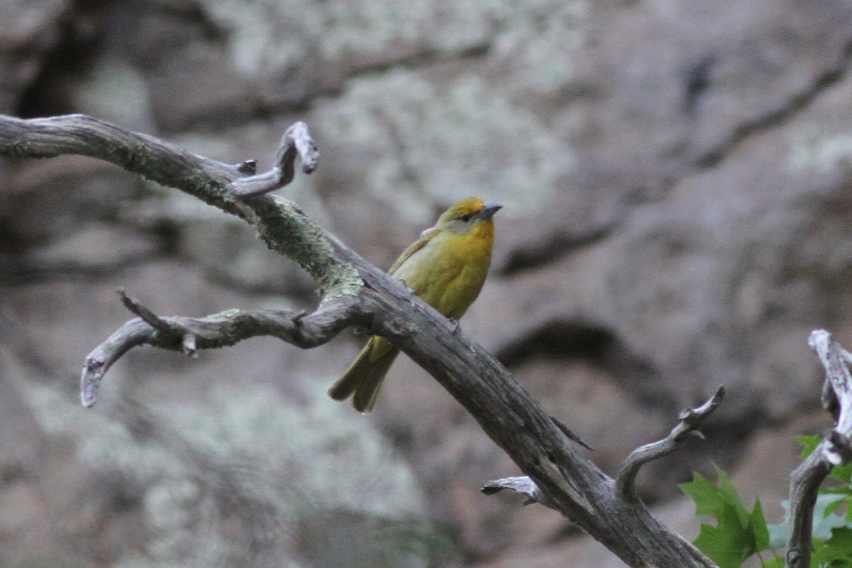 Hepatic Tanager - ML56489741