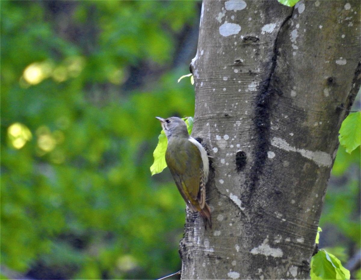 Gray-headed Woodpecker - ML564900211