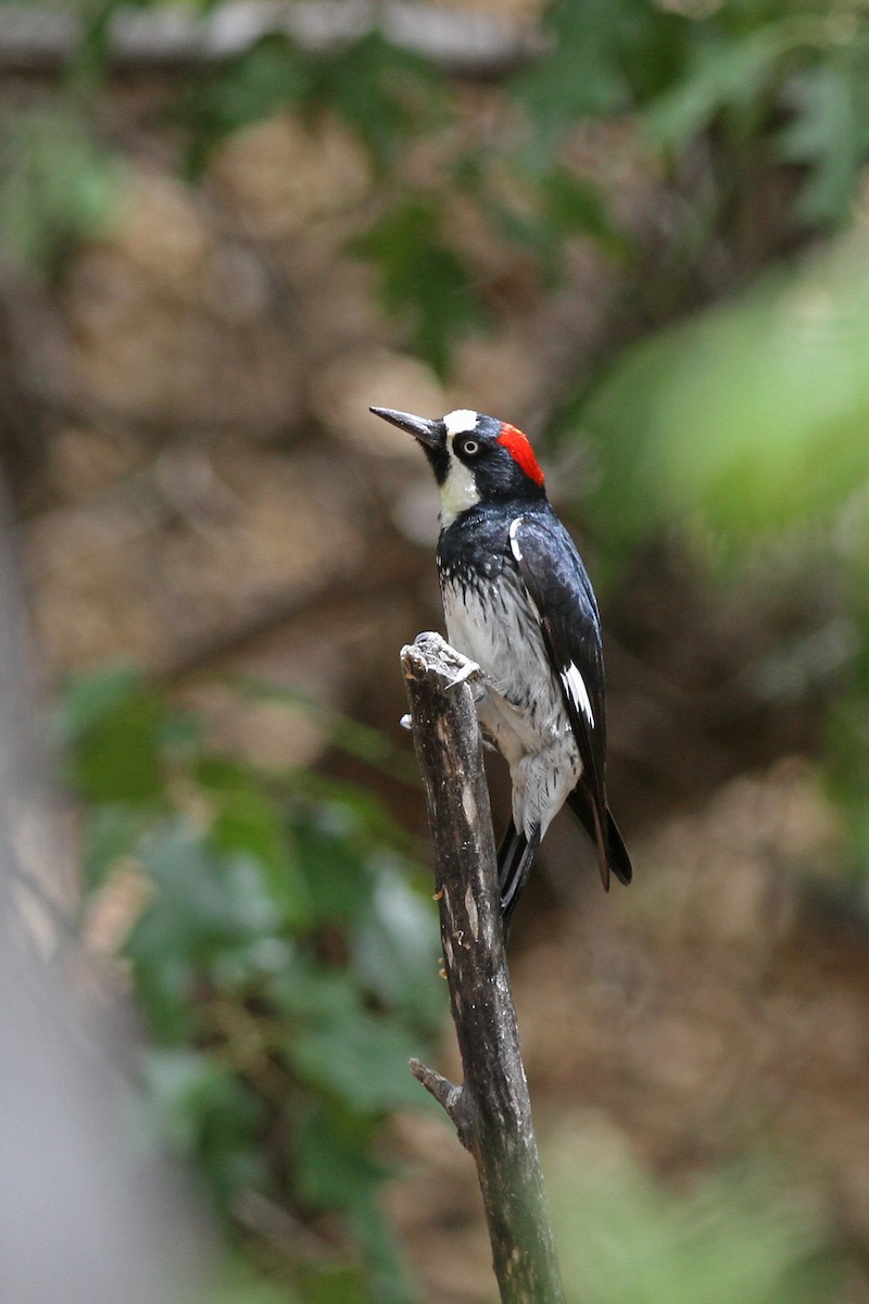 Acorn Woodpecker - ML56490071
