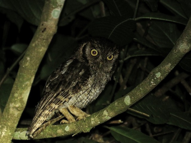 Tropical Screech-Owl at Talari Mountain Lodge by Breyden Beeke