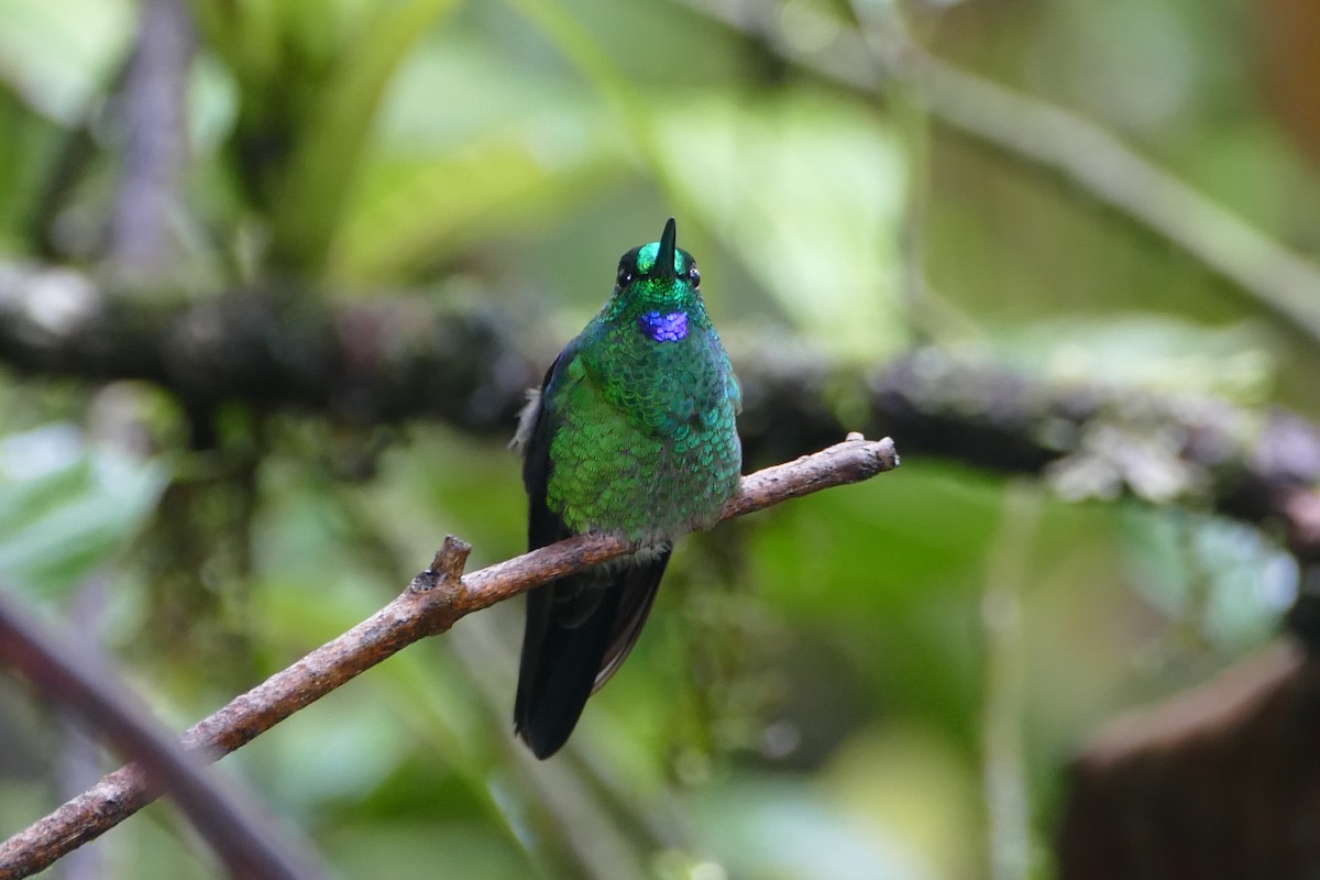 Green-crowned Brilliant - ML56490561
