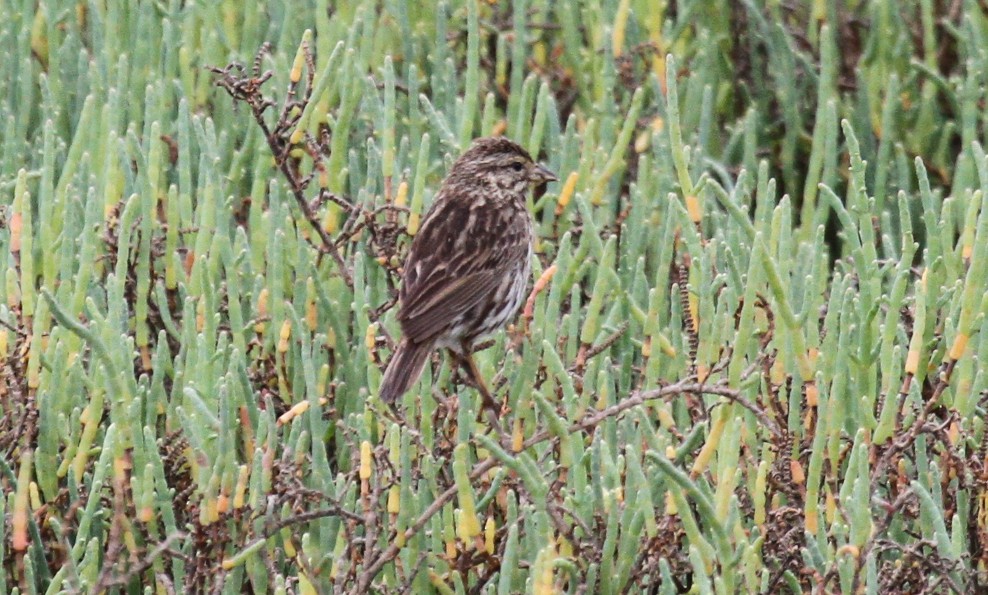 Savannah Sparrow (Belding's) - ML56491031
