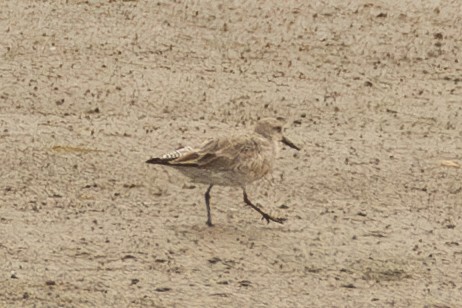Red Knot - ML564915181