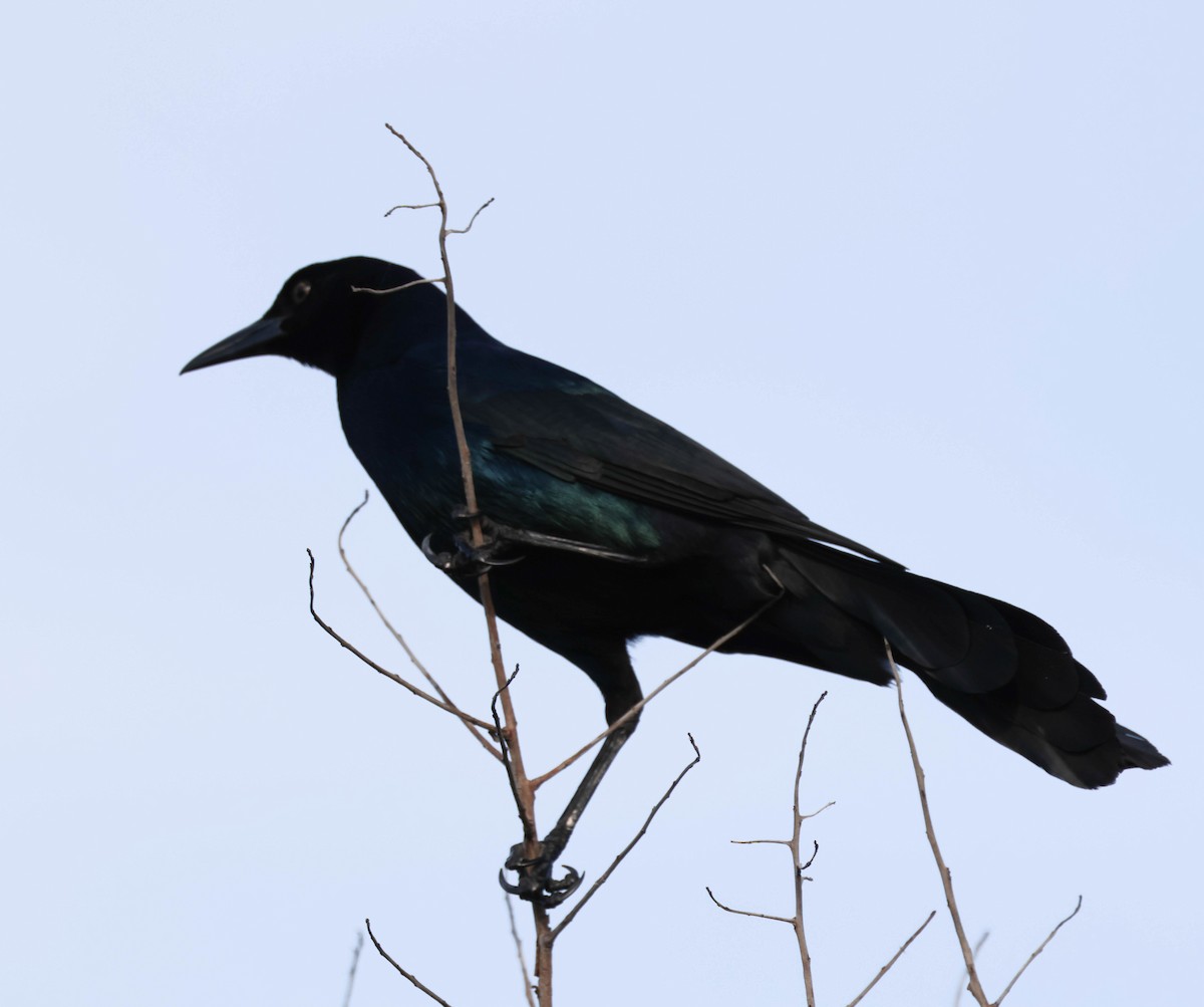 Boat-tailed Grackle - ML564916441