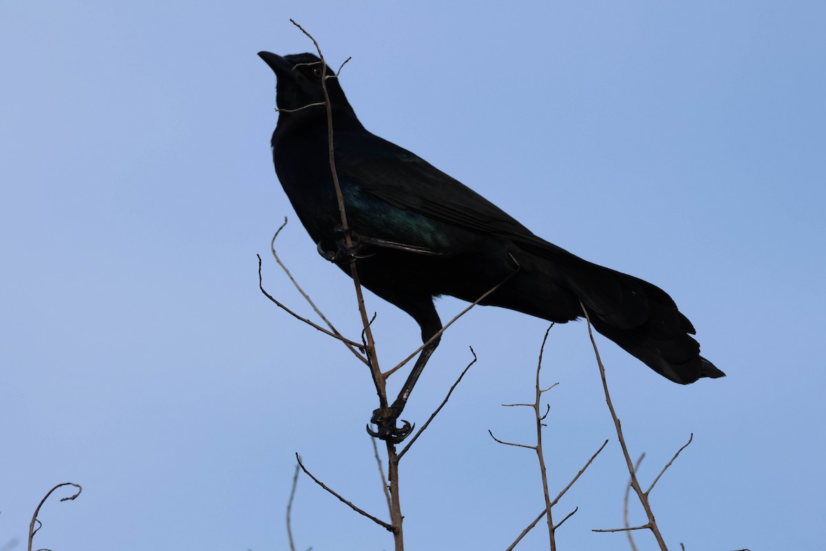 Boat-tailed Grackle - ML564916451