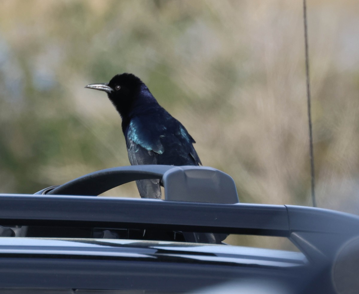 Boat-tailed Grackle - ML564916641