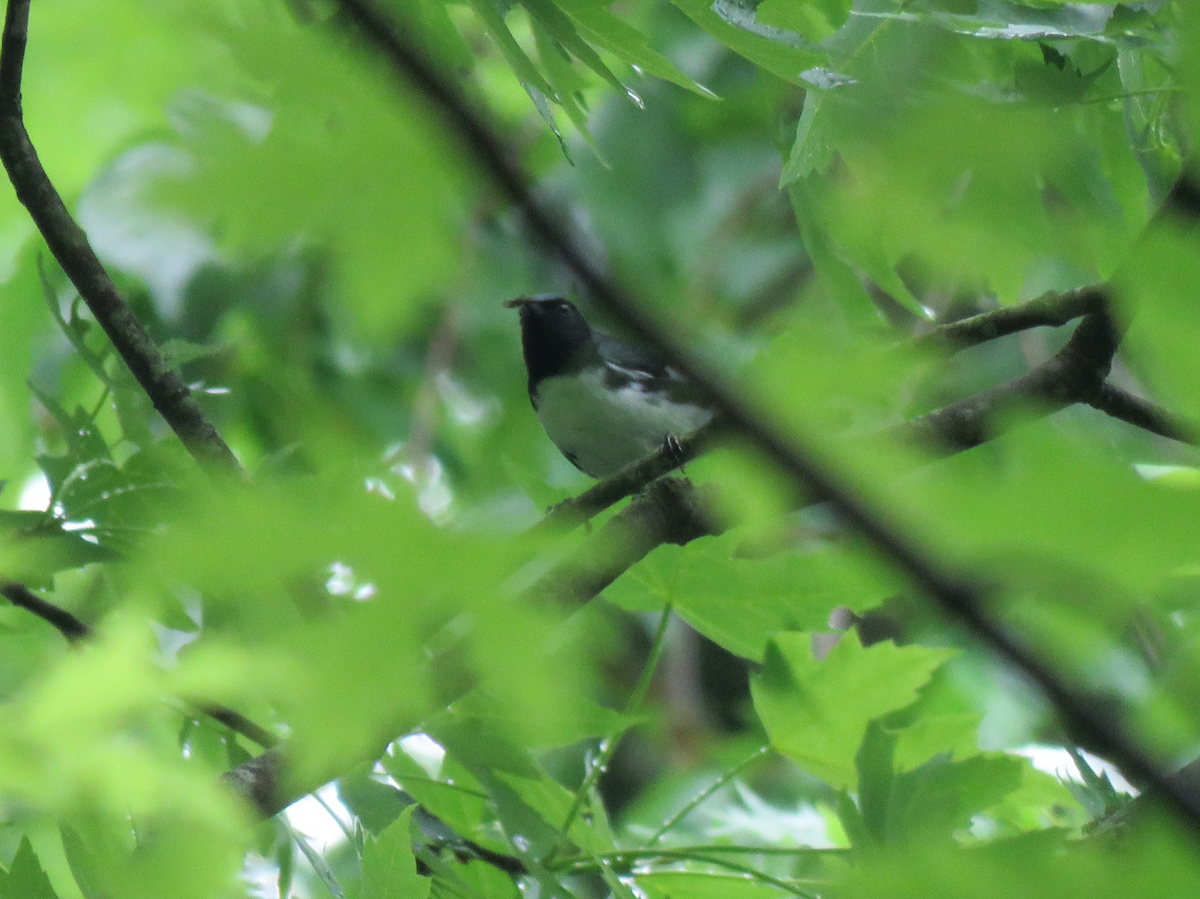 Black-throated Blue Warbler - ML564916961