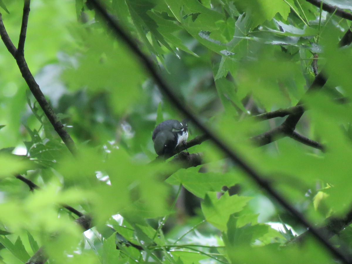 Black-throated Blue Warbler - ML564916971