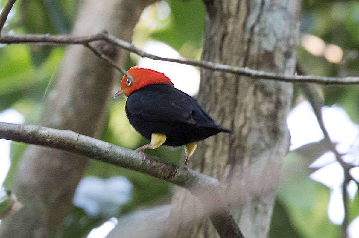 Red-capped Manakin - ML564917331