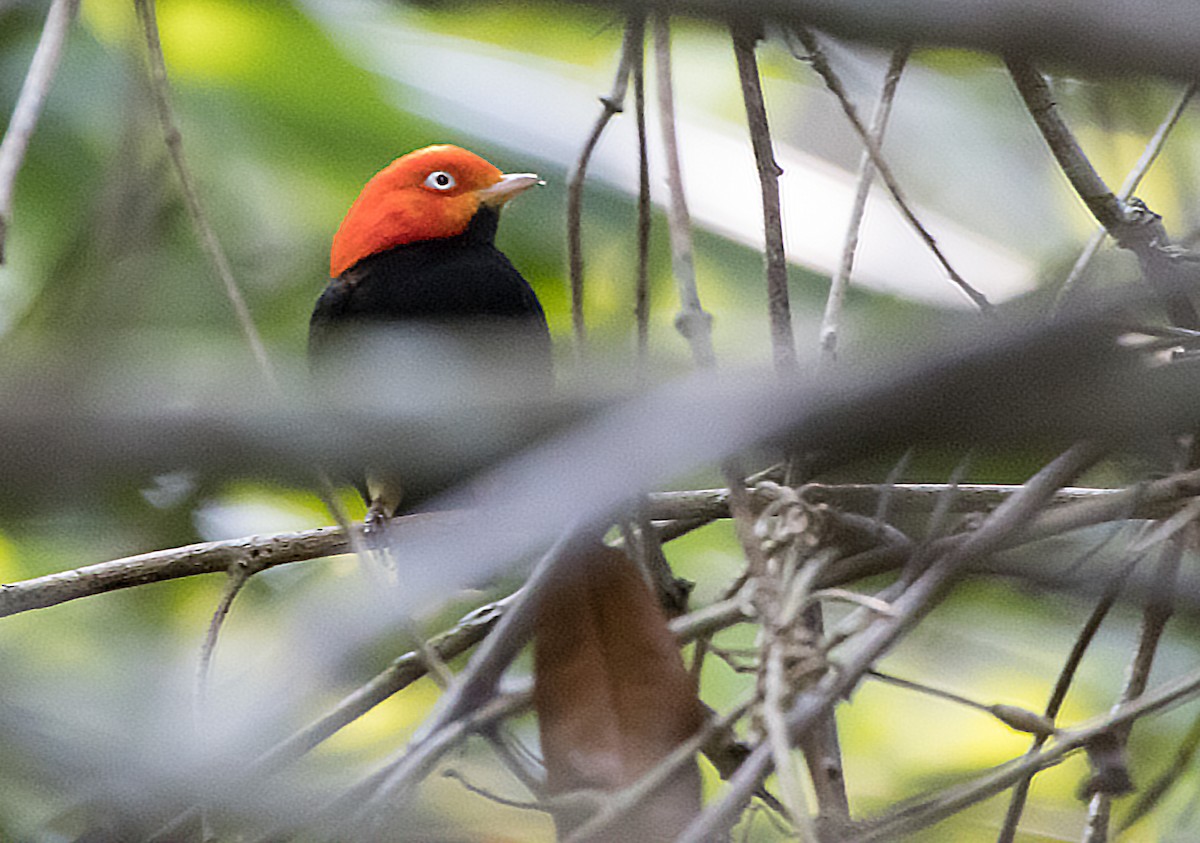 Red-capped Manakin - ML564917341