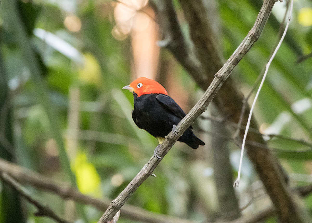 Red-capped Manakin - ML564917351