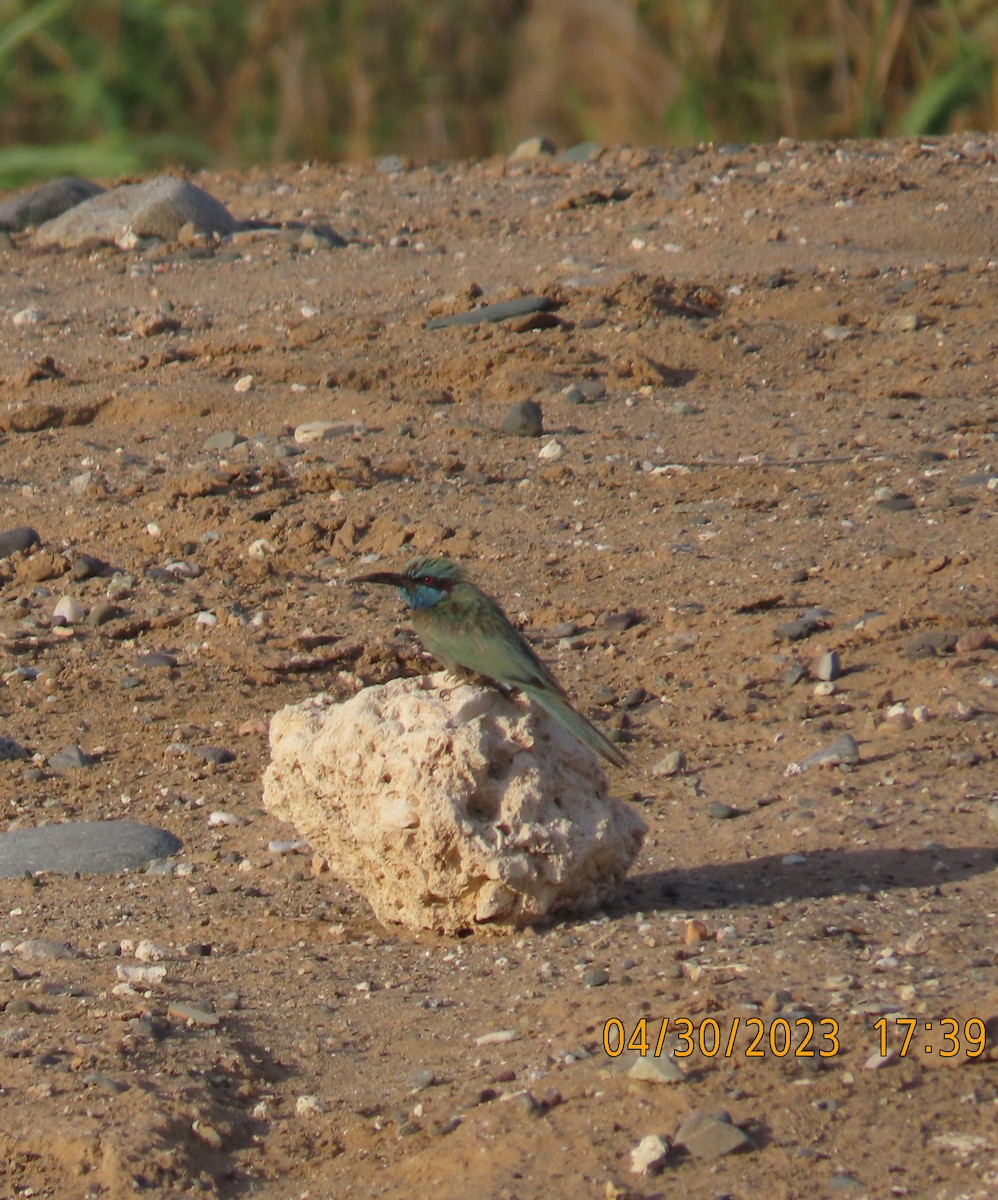 Arabian Green Bee-eater - ML564920291