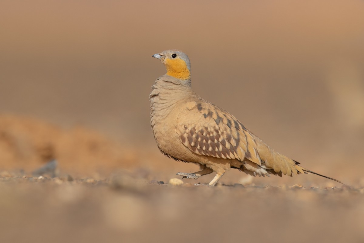 Spotted Sandgrouse - Chris Venetz | Ornis Birding Expeditions