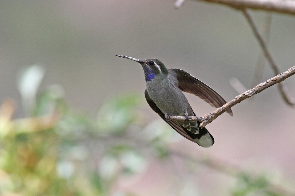 kolibřík blankytohrdlý - ML56492591