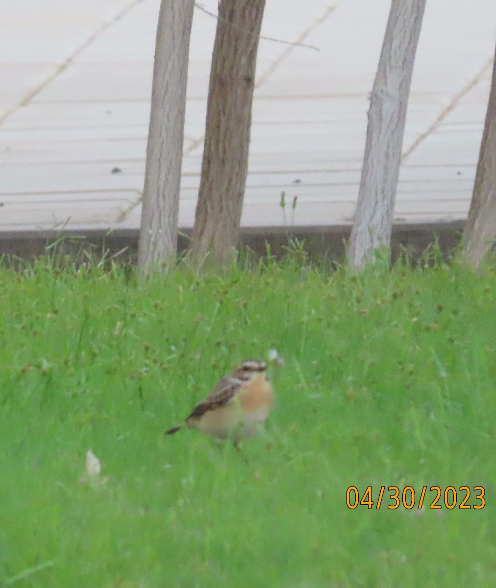 Whinchat - ML564930431