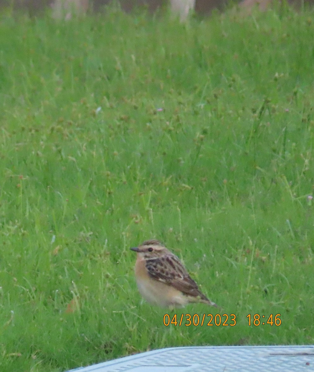 Whinchat - ML564930441