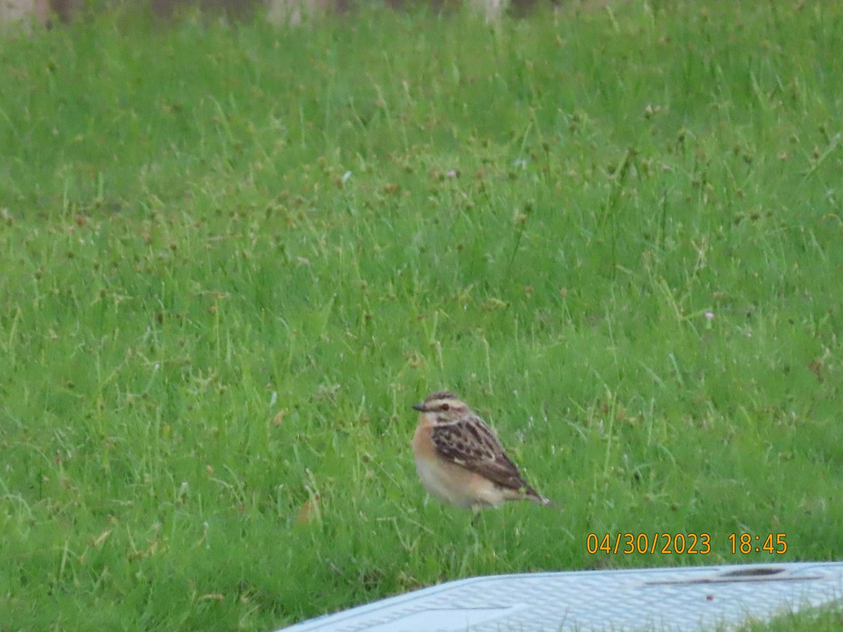 Whinchat - ML564930461