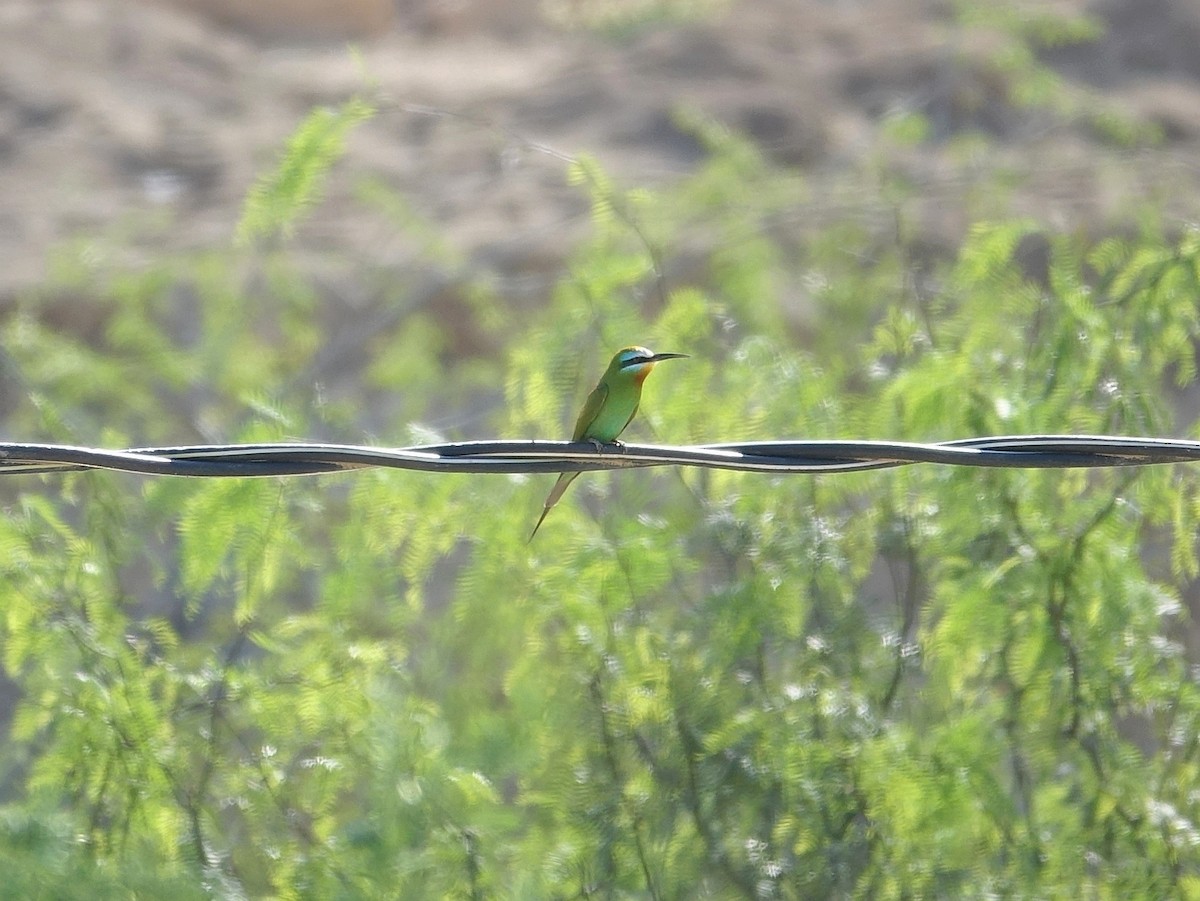 Blue-cheeked Bee-eater - ML564933631