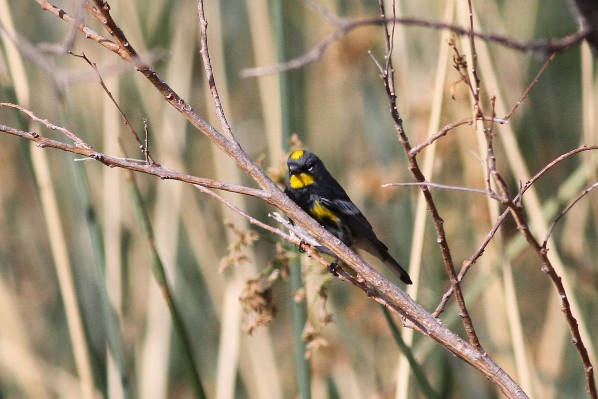 Yellow-rumped Warbler (Audubon's) - Michael McCloy