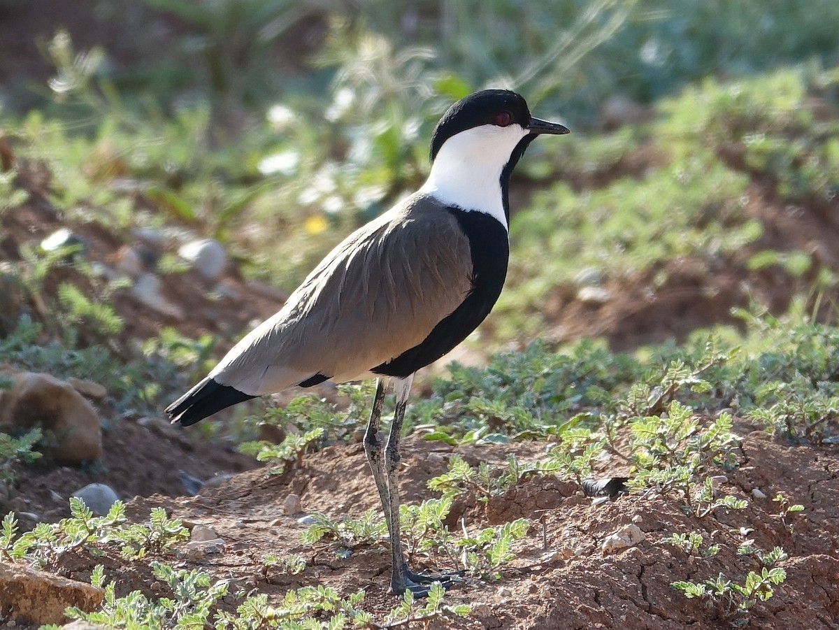 Spur-winged Lapwing - ML564936081