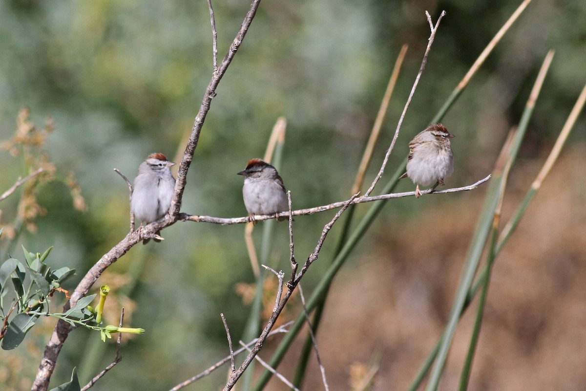 Chipping Sparrow - ML56493641