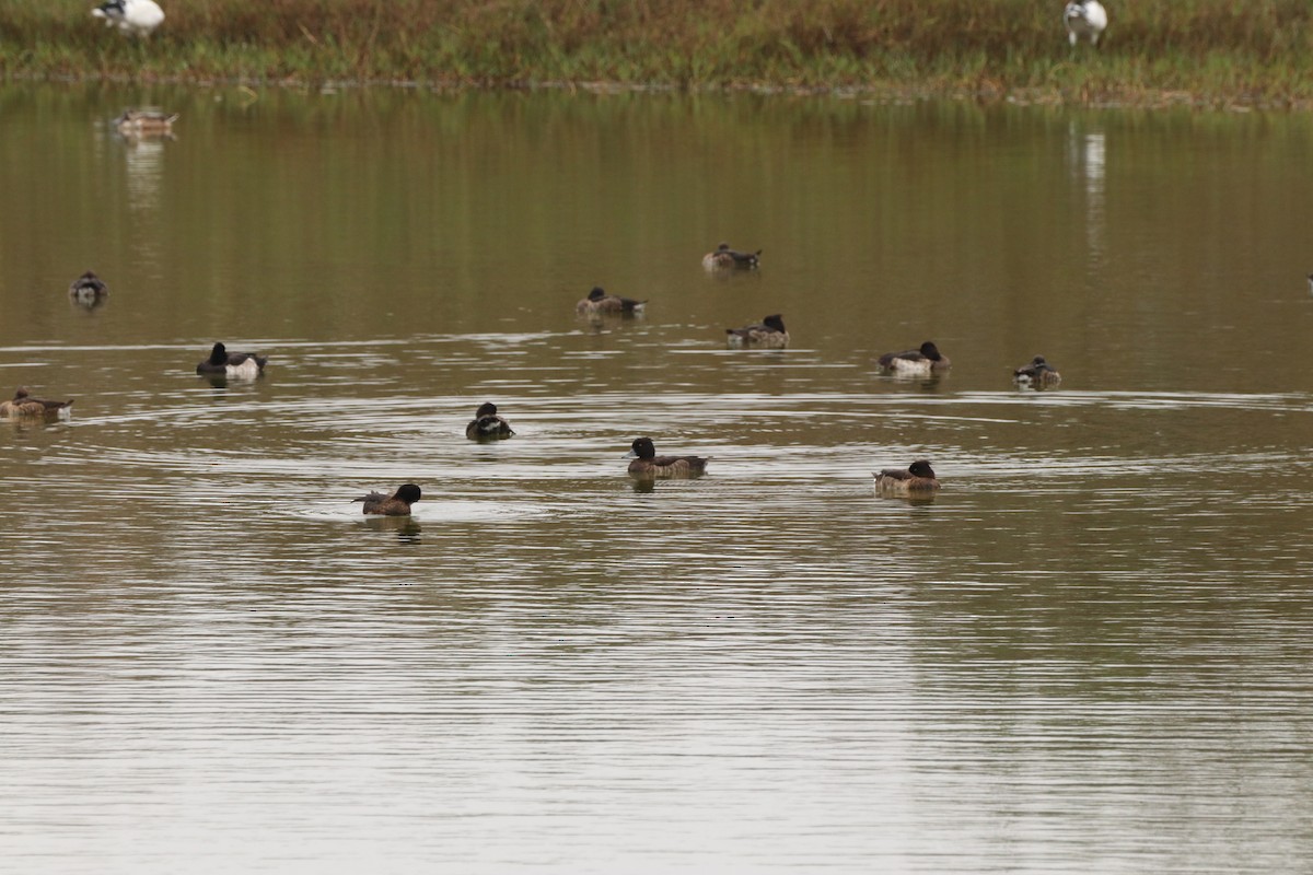 Tufted Duck - ML564936641