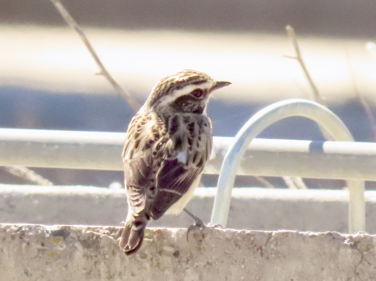 Whinchat - ML564938021