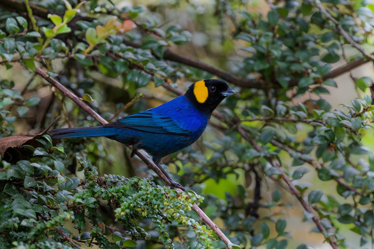 Yellow-scarfed Tanager - ML564940131