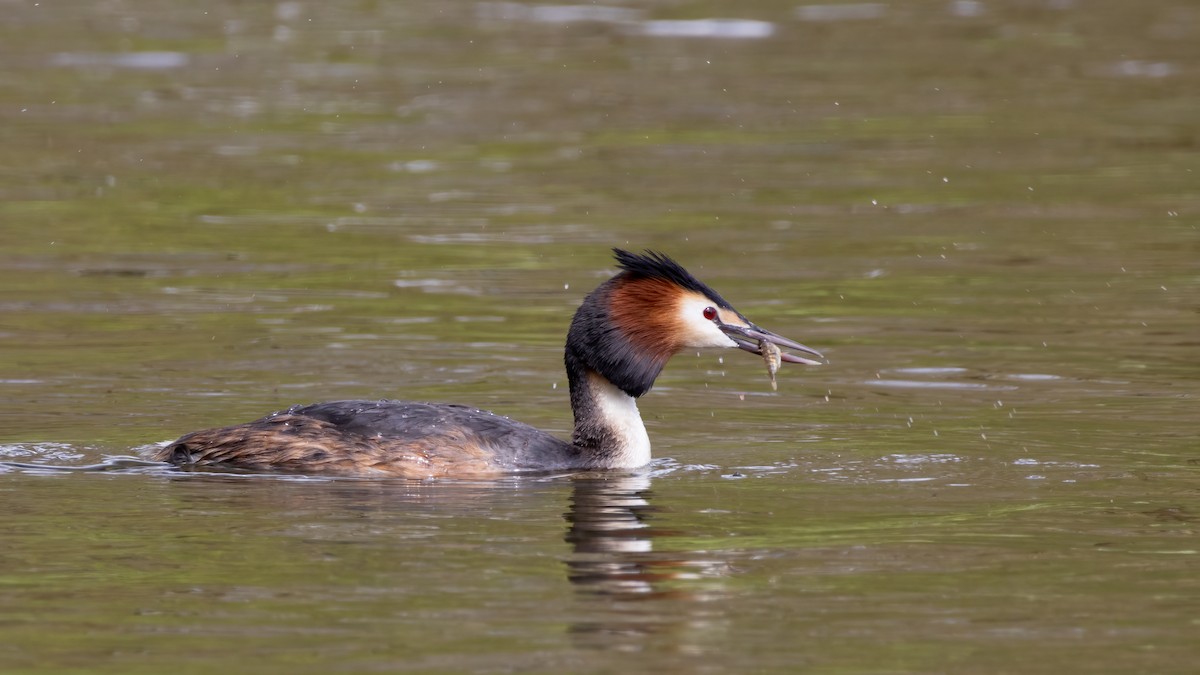Great Crested Grebe - ML564942091