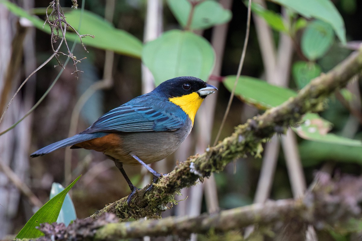 Yellow-throated Tanager - ML564945011